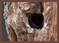 A close-up view of a camera lens peering out from a knot hole in a device disguised as a tree stump.