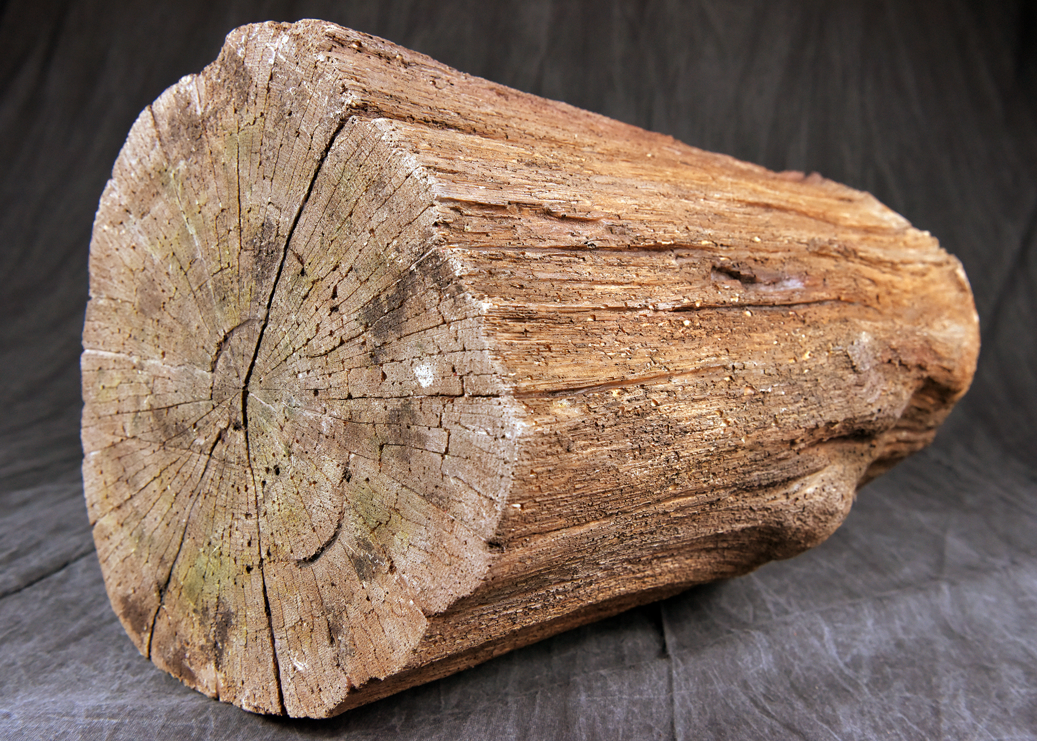 A short, thick, cylindrical piece of petrified wood, showing growth rings on its flat-cut end and a rough, wood-like texture on its sides.